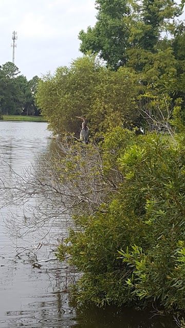 Sea Pines Forest Preserve